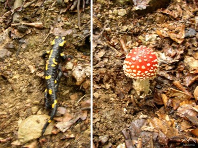 Salamandra Škvrnitá a muchotrávka červená